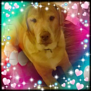 Meet your Posher, Sandy